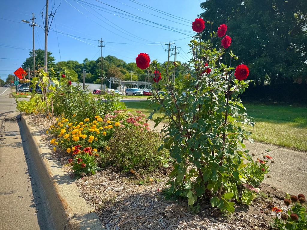 Students and Community Brighten the City on ‘One Albion Community&nbsp;Day’